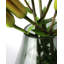 Cylee Handmade Glass Table Vase