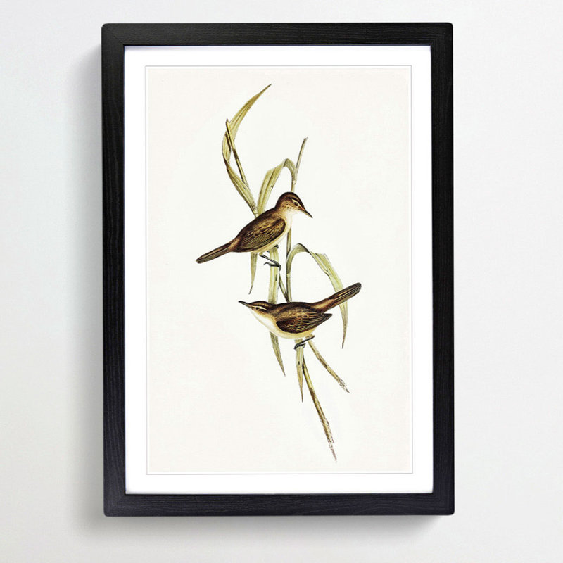 Long-Billed Reed Warbler by Elizabeth Gould - Picture Frame Painting Print, 48cm H x 36cm W x 2cm D, Black Framed