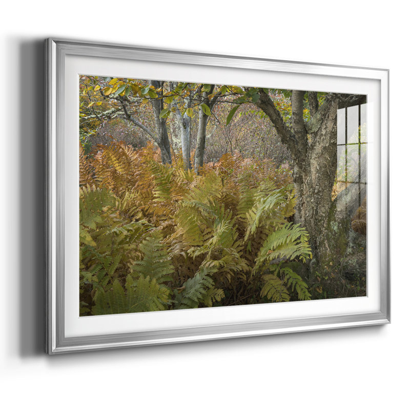 Autumn Ferns, reproduction d'art encadrée, Argent, H 19 po x l 27 po x P 1,5 po