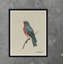 Swallow Print