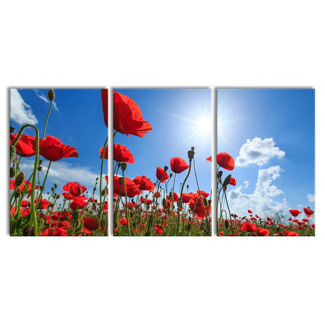 3-tlg. Leinwandbilder-Set Poppy