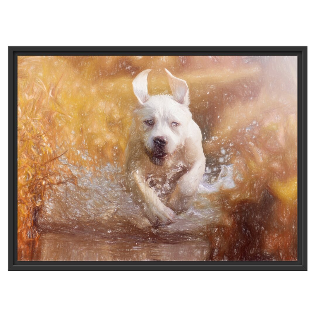 Gerahmtes Wandbild Labrador-Welpe Wasser