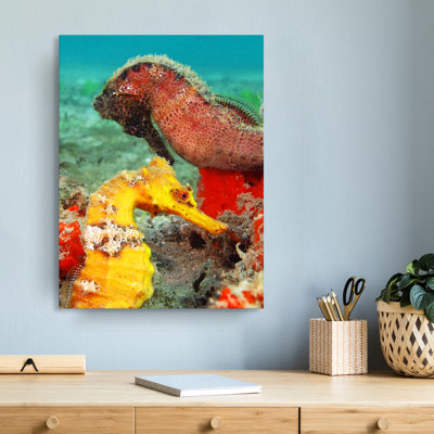" Seahorse " by Christopher Doherty