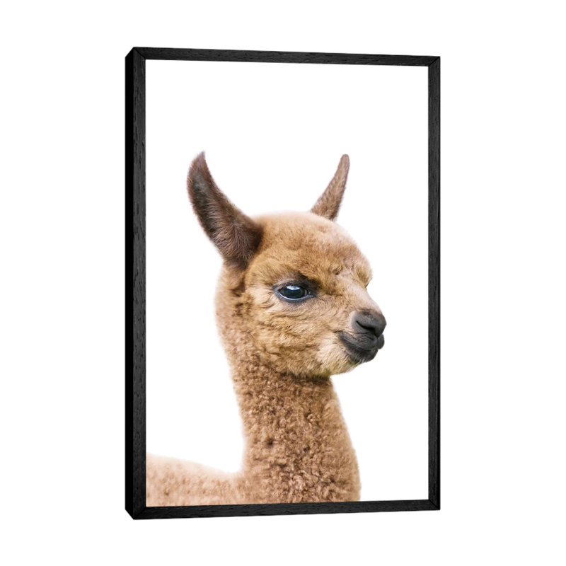 Baby Llama by Sisi & Seb - Gallery-Wrapped Canvas Giclée on Canvas, Black Framed, 101.6 cm H x 66.04 cm W