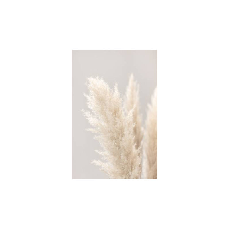 Pampas Grass 03