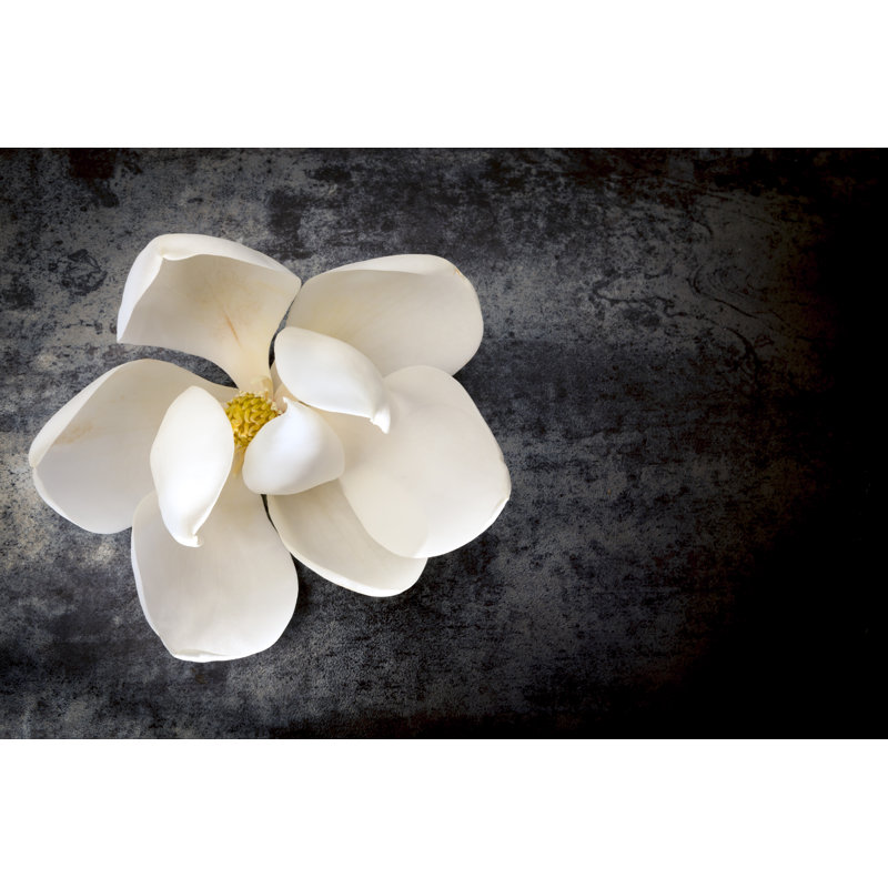 Fleur de magnolia - photographie sur toile tendue, H 24 po x l 36 po
