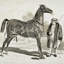 « équin sketch vii », impression-22188267-28042310-28042312