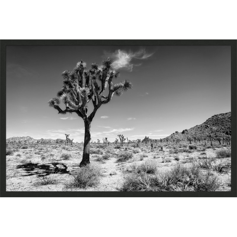 Joshua Tree 1 par Christopher Kennedy - photographie avec cadre photo