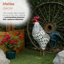 Statue de jardin coq en métal 28 po