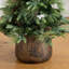 4Ft. Pre-Lit Artificial Mixed Pine Snowed Christmas Tree With Pinecones In Decorative Planter With 60 Warm White LED Lights