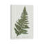 Fern Fernandes II par Carol Robinson, impression sur toile tendue-55904075