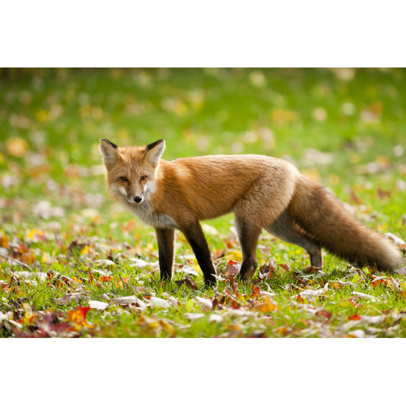 Red Fox - Wrapped Canvas Print, 81cm H x 122cm W x 3.8cm D