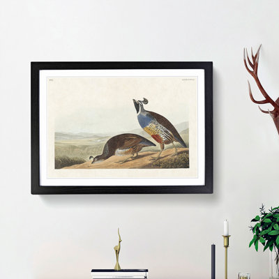California Partridge by John Audubon - Picture Frame Painting Print