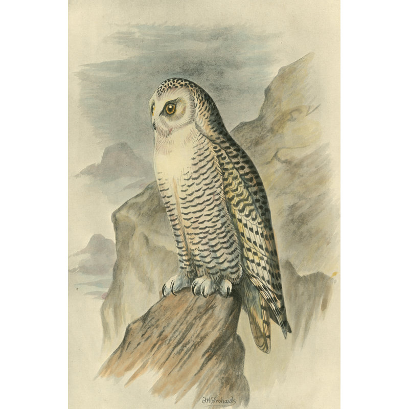 Harfang des neiges, H 12 po x l 8 po x P 1 po