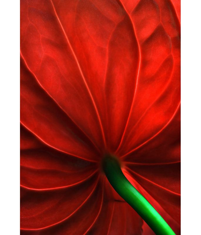Wrapped Canvas Print, 76.2 cm H x 50.8 cm W