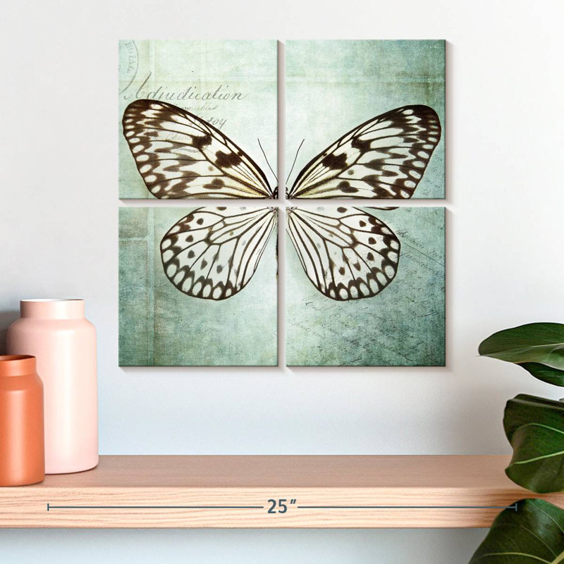 Brampt papillon français VI, H 18 po x l 18 po