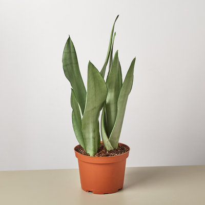 House Plant Shop Live Foliage Plant