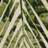 Arjay Layered Tropical Leaves Green/ Ivory Indoor-Outdoor Rug-502985945
