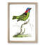 Collared Tanager Bird by George Shaw - Framed Print-55621235-55621234