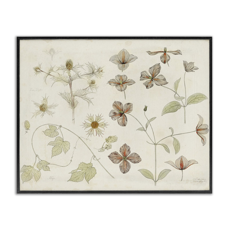 Étude botanique de la nature, estampe numérique, conception par Julie de Graag, H 11 po x l 14 po