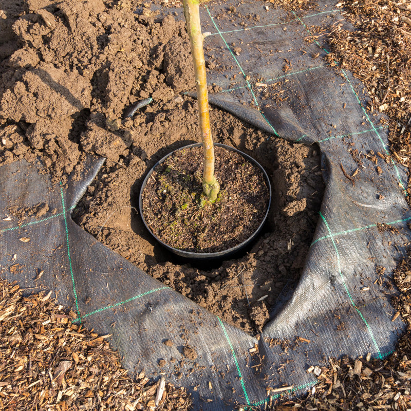 Weather Resistant Weed Control