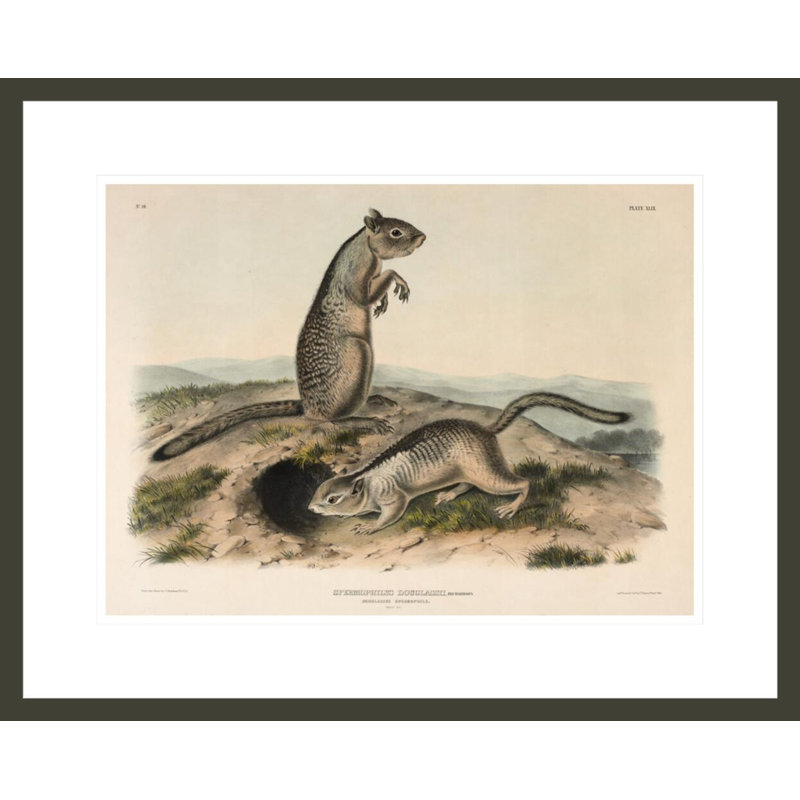 «Spermophile (Spermophillus douglassii)» par John James Audubon, H 17,48 po x l 21,75 po