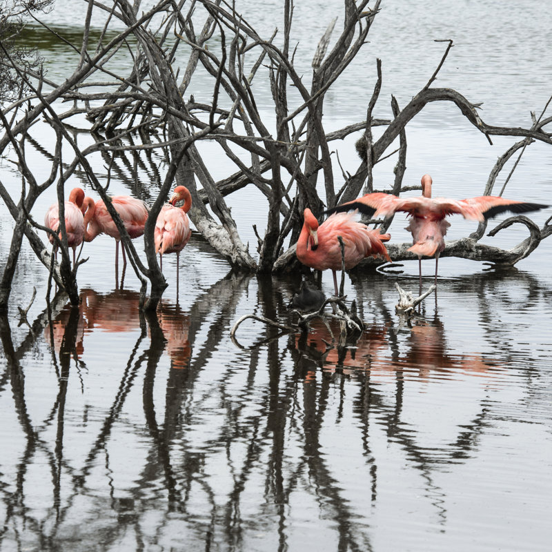 Penermon Flamingos - Wrapped Canvas Print, 30cm H x 30cm W x 3.8cm D