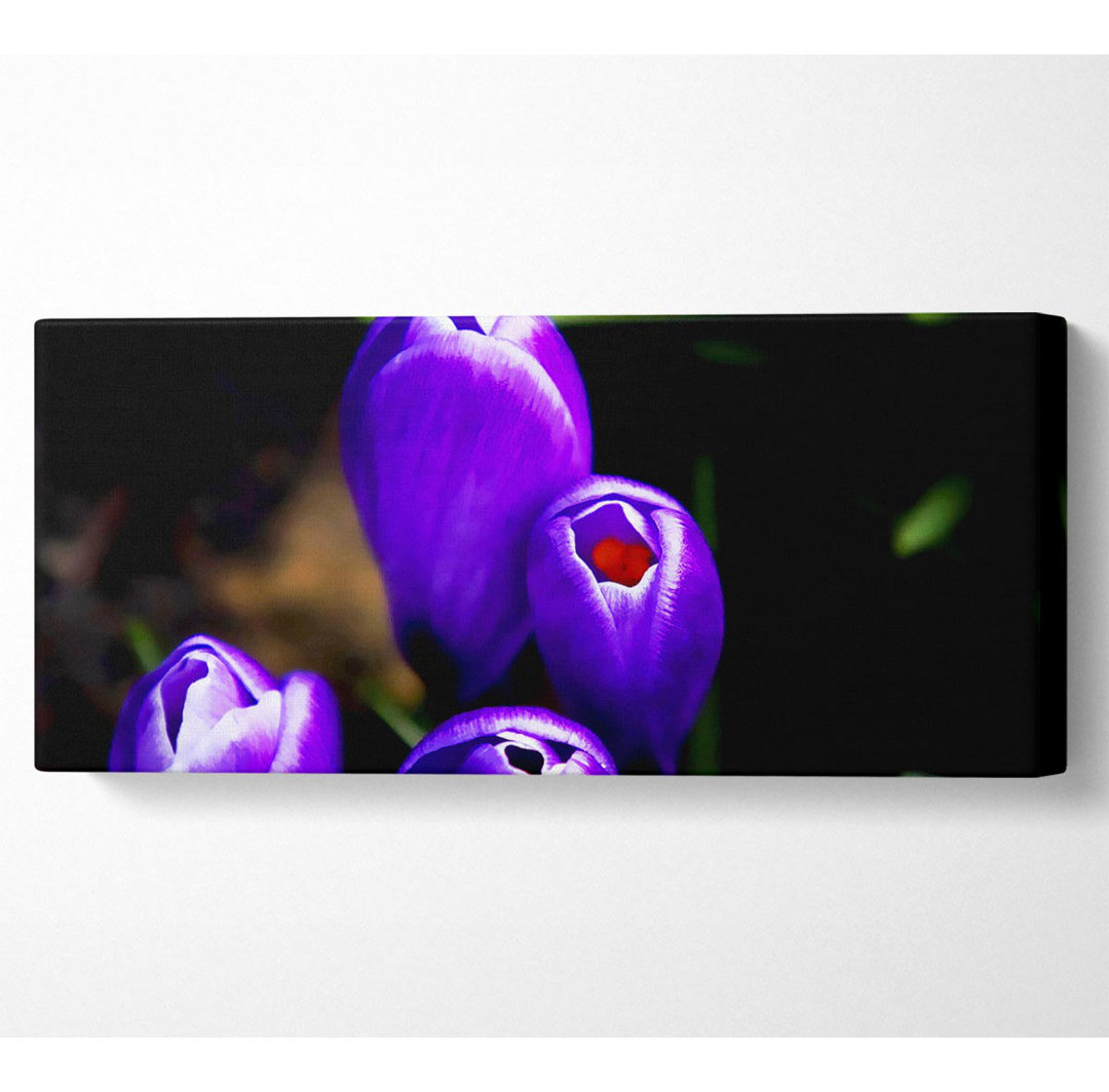 Purple Crocus Delight - Kunstdrucke auf Leinwand