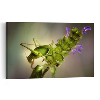 Grasshopper On Purple Flower Delicate Vibrant Grasshopper Flower Nature Wall Art Print 1 Piece Wrapped Canvas Wall Art