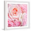 « rose roses » par sylvia cook, reproduction d’art encadrée-19626186