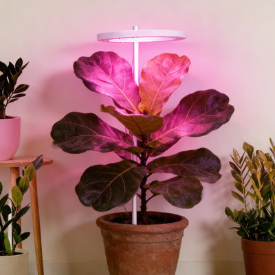 Veilleuse à DEL anneau de croissance pour plantes USB pour plantes d'intérieur pour plantes grasses pour plantes de bureau