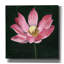  «Pink Waterlily 2» par Alicia Longley, art mural sur toile, 12 po x 12 po-40860447