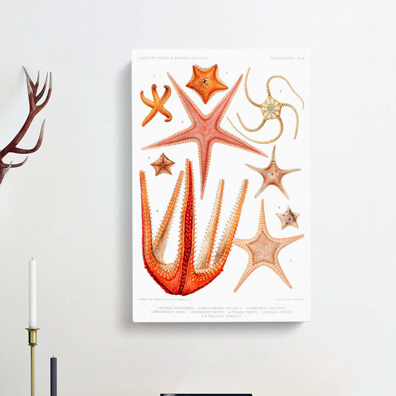 Starfish Illustrations by Albert I - Wrapped Canvas, 76cm H x 50cm W x 3cm D