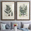 Collected Ferns VI " Collected Ferns VI " 2 - Pieces Painting Print-173311544-173311527