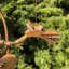 Mexborough Dragon No Additional Durability Wood Garden Statue
