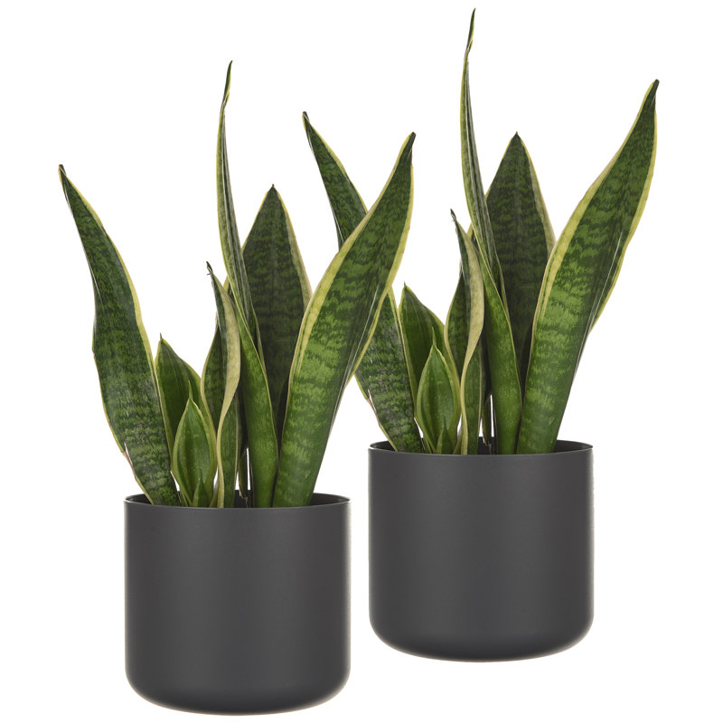 Abelius Pot Planter, Grey
