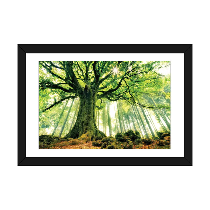 " Ponthus' Beech " by Christophe Kiciak, 16" H x 24" W x 1" D, Black Framed Fine Art Paper, White