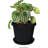 Kayle Saucer Plant Stand