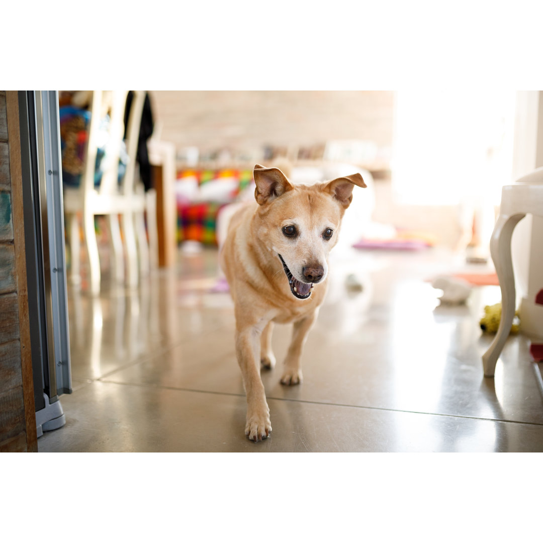 Hund im Wohnzimmer von Capuski - Druck ohne Rahmen auf Leinwand