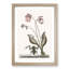 Water Frog by Mark Catesby - Picture Frame Art Print-55761434-55761435