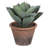 Faux Succulent Plant
