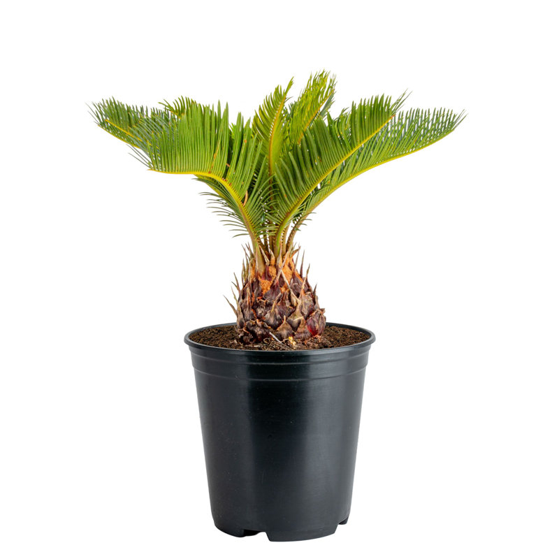Sago Palm Tree in Nursery Pot