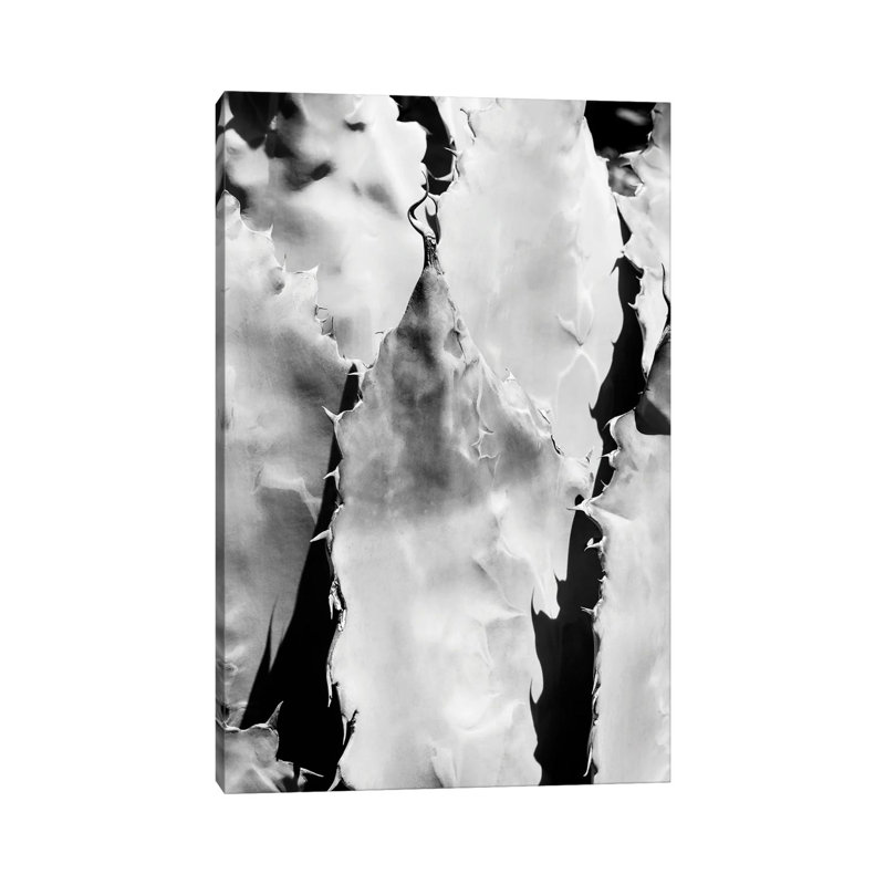 Agave Close Up by Philippe Hugonnard - Wrapped Canvas Print, 20.32 cm H x 30.48 cm W