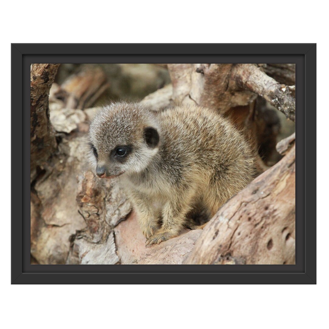 Gerahmtes Wandbild junges Erdmännchen auf Baum