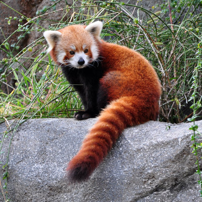 " Red Panda " by Joeravi