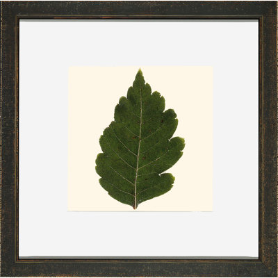 Small Pressed Leaves III Print