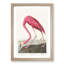 Pink Flamingo by John Audubon - Picture Frame Painting Print-55584060-55584061