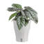 Costa Farms Indoor Trending Tropicals Alocasia Silver Dragon House Plant in 6-inch Self-Watering Pot