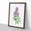 Persian Lilac Flowers by Pierre-Joseph Redoute - Picture Frame Painting Print-55582915-55582916