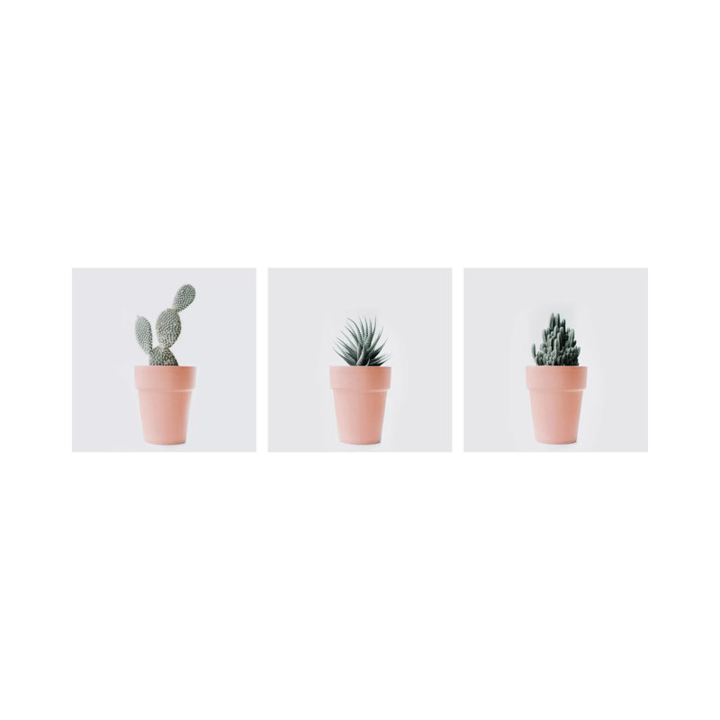 Cactus Love Triptych - Canvas Wall Art Set - Wrapped Canvas (Set of 3)